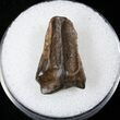 Triceratops Shed Tooth - Montana #16641-1